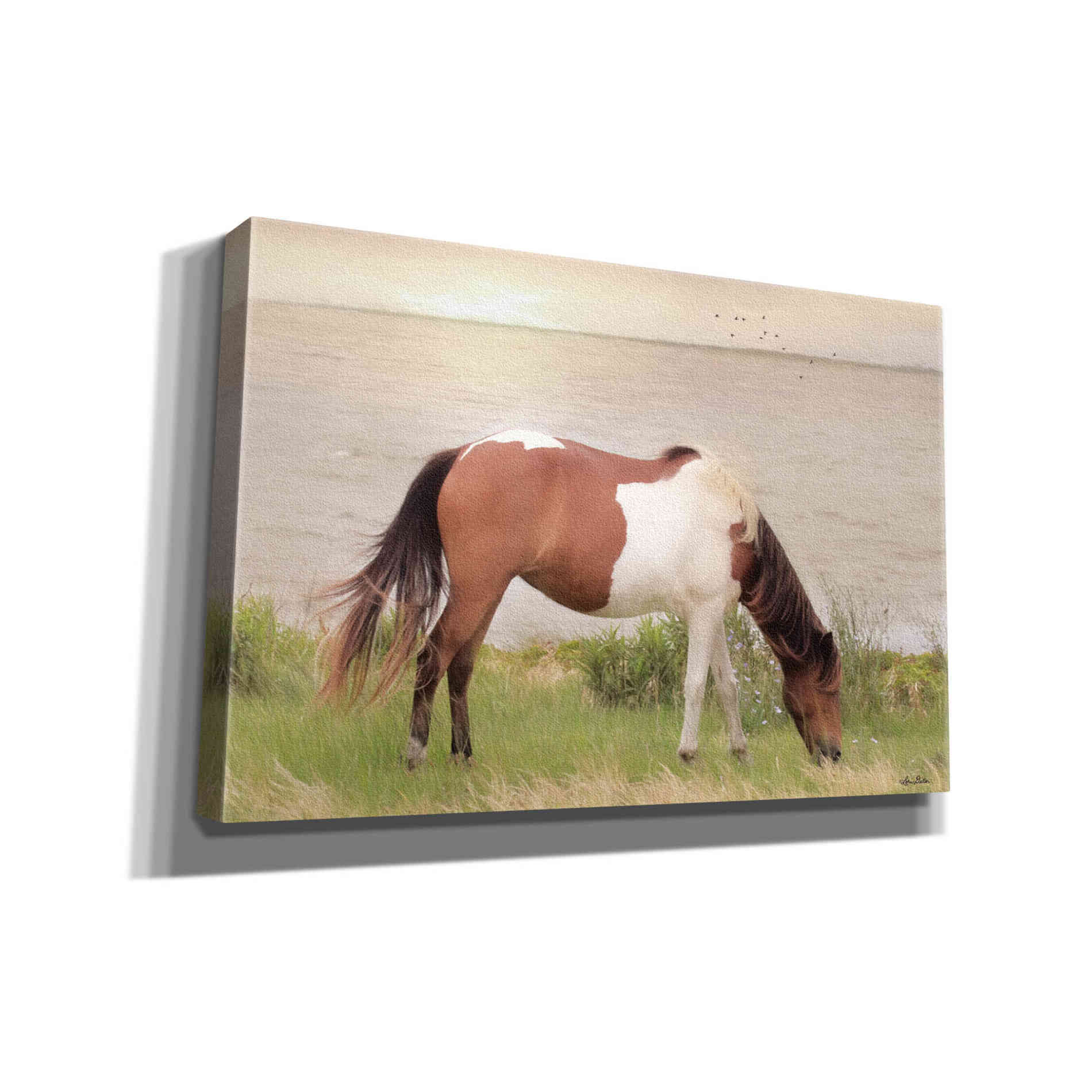 'Grazing on Assateague Island' by Lori Deiter, Canvas Wall Art