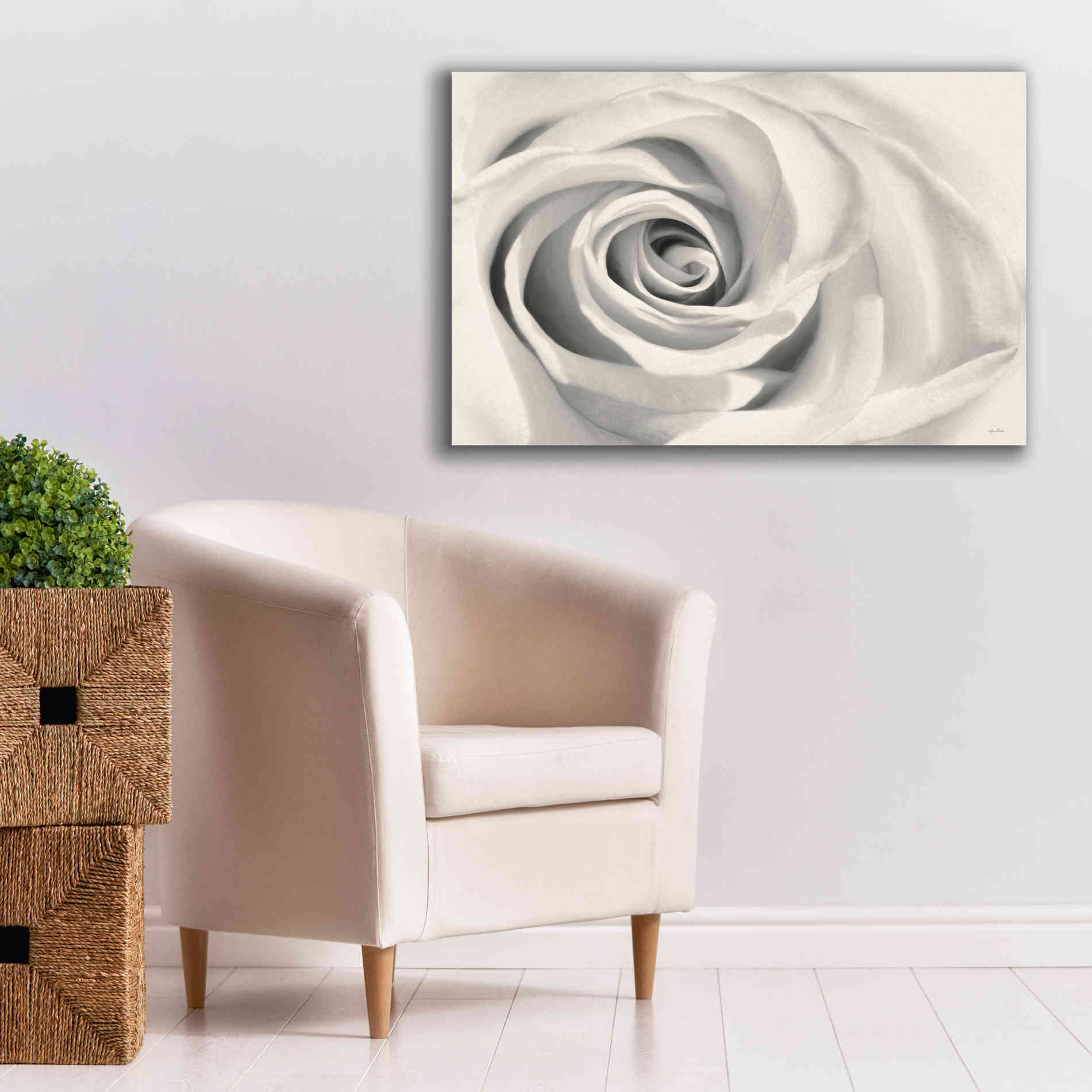 'Rose II' by Lori Deiter, Canvas Wall Art,40 x 26