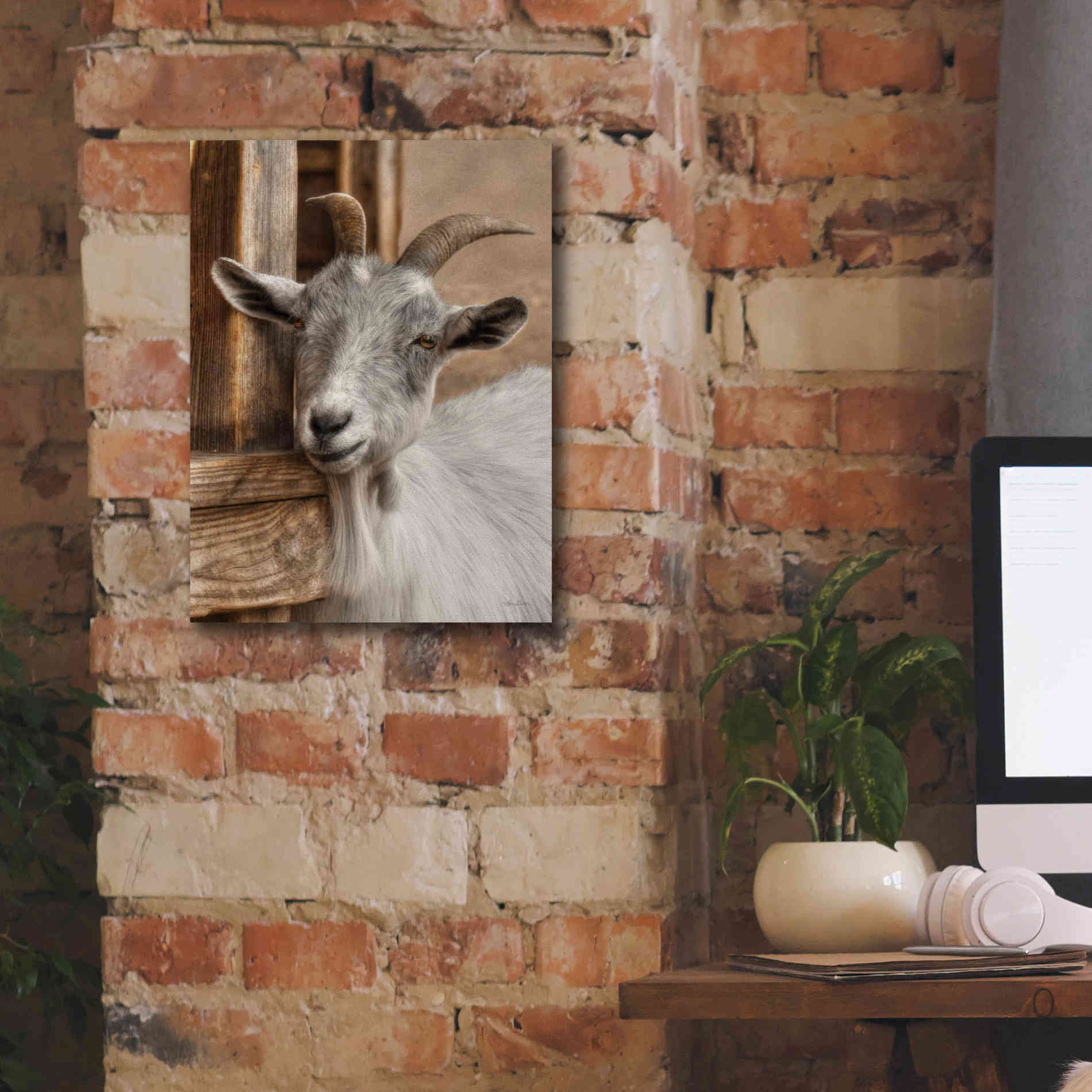 'Gray Goat' by Lori Deiter, Canvas Wall Art,12 x 16