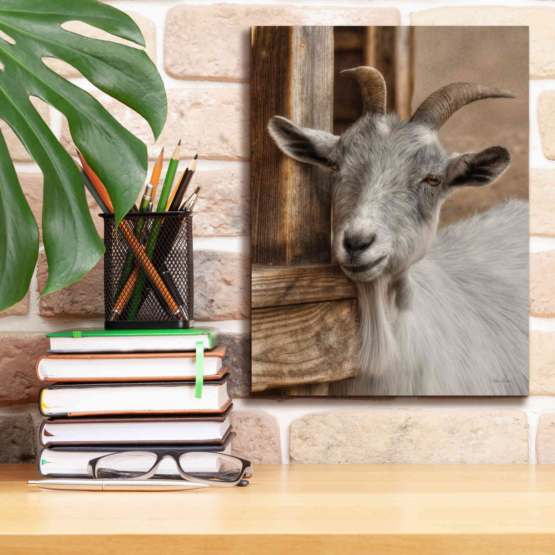'Gray Goat' by Lori Deiter, Canvas Wall Art,12 x 16