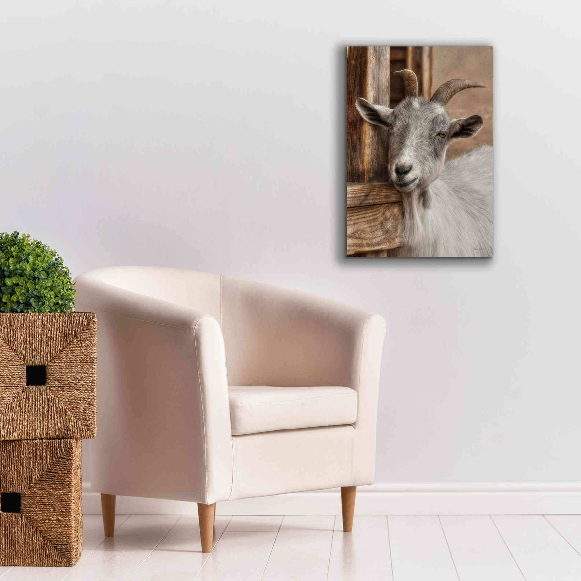 'Gray Goat' by Lori Deiter, Canvas Wall Art,18 x 26