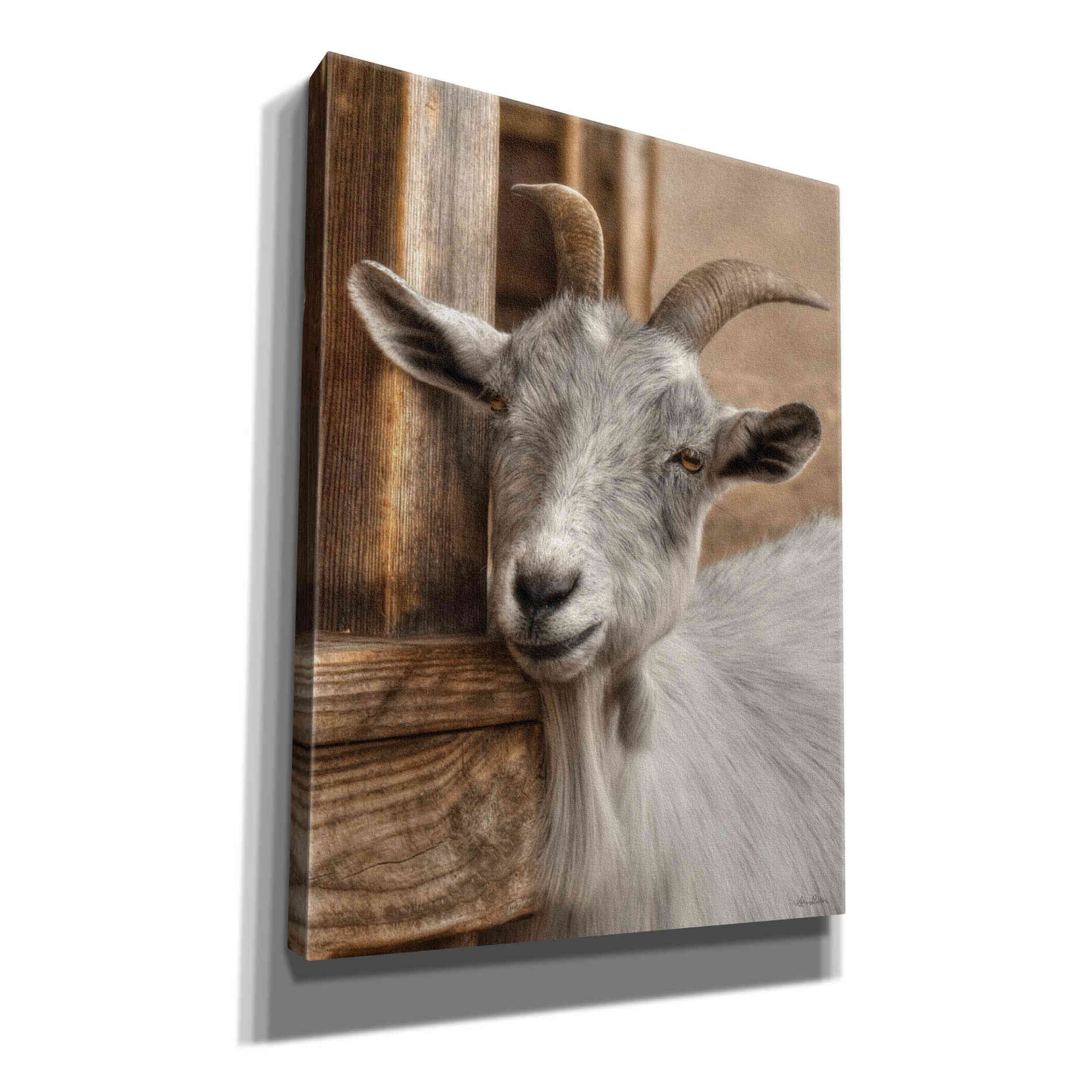 'Gray Goat' by Lori Deiter, Canvas Wall Art