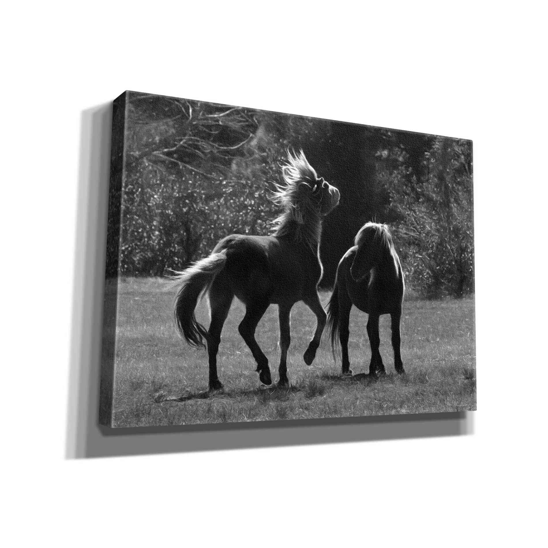 'Black & White Assateague Horses' by Lori Deiter, Canvas Wall Art
