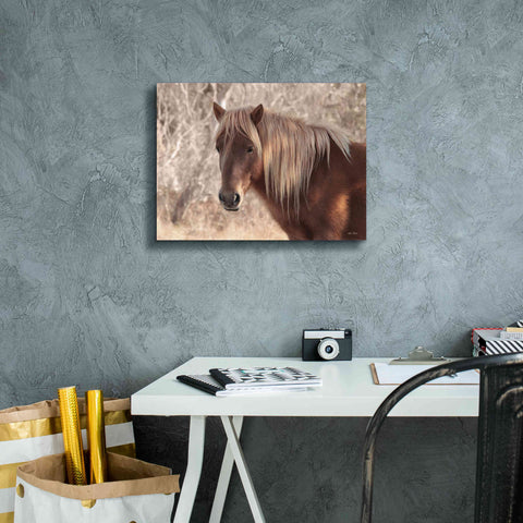 Image of 'Assateague Horse Portrait' by Lori Deiter, Canvas Wall Art,16 x 12