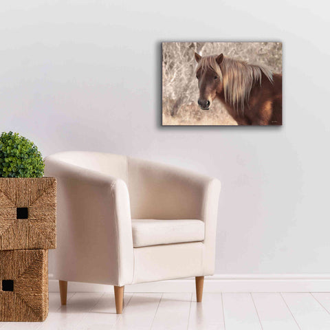 Image of 'Assateague Horse Portrait' by Lori Deiter, Canvas Wall Art,26 x 18