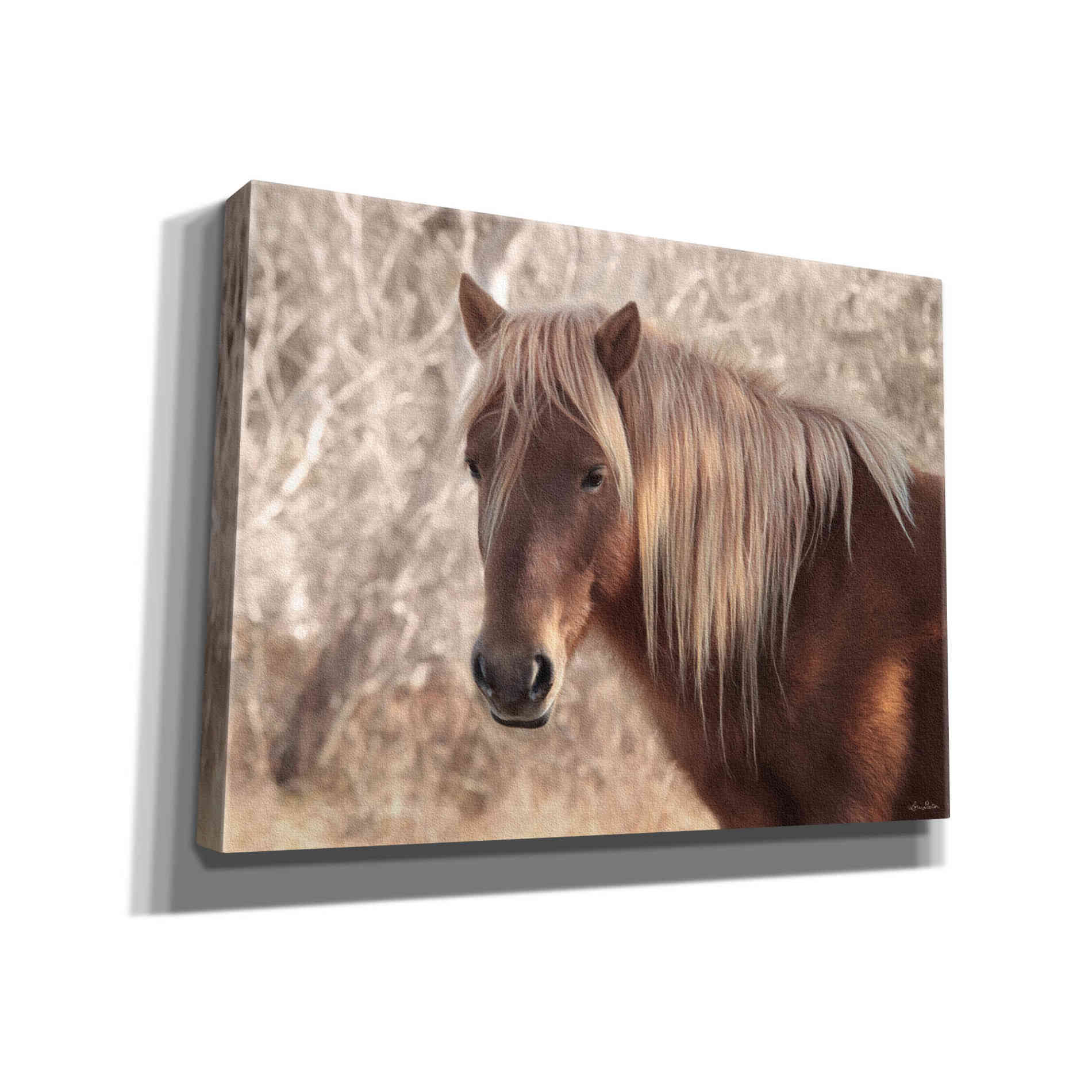 'Assateague Horse Portrait' by Lori Deiter, Canvas Wall Art