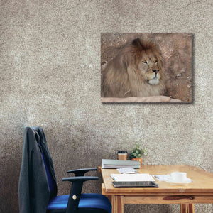 'Leo the Lion' by Lori Deiter, Canvas Wall Art,34 x 26