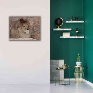 'Leo the Lion' by Lori Deiter, Canvas Wall Art,34 x 26