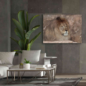 'Leo the Lion' by Lori Deiter, Canvas Wall Art,54 x 40