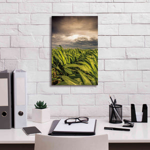 'Field of Corn' by Donnie Quillen Canvas Wall Art,12 x 18