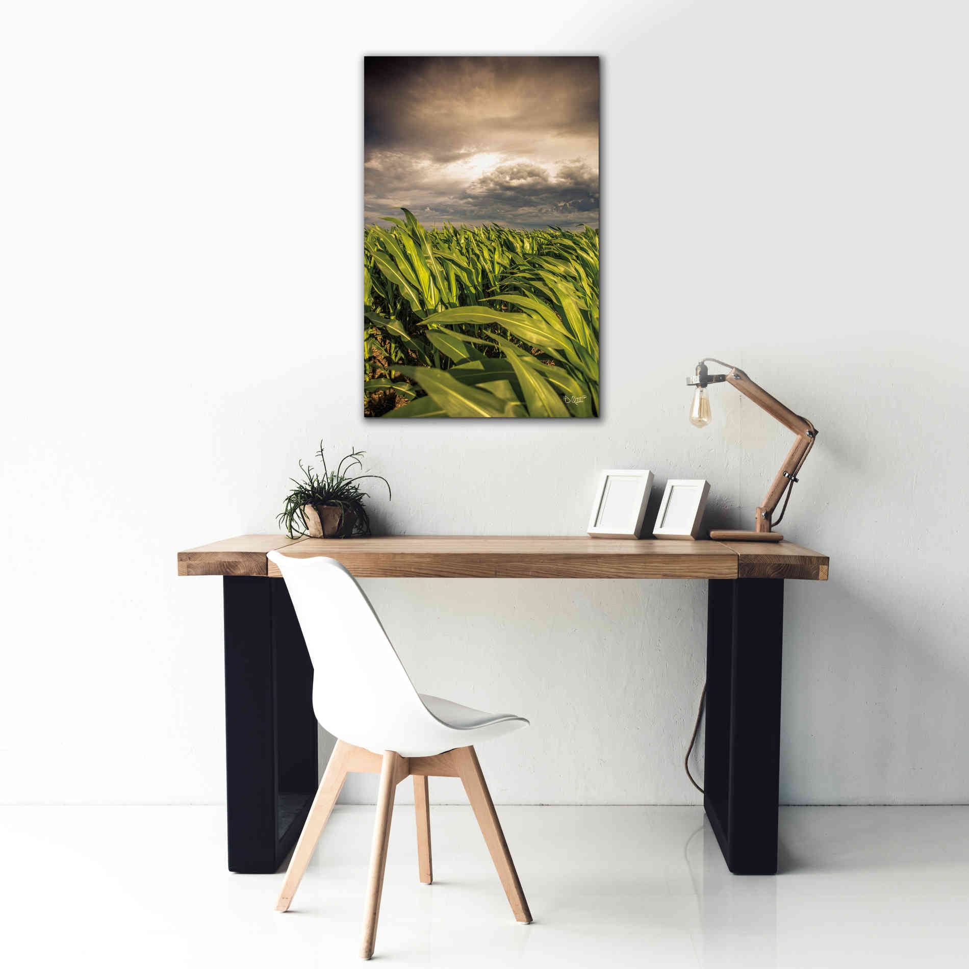 'Field of Corn' by Donnie Quillen Canvas Wall Art,26 x 40