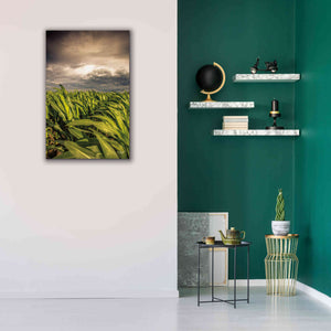 'Field of Corn' by Donnie Quillen Canvas Wall Art,26 x 40