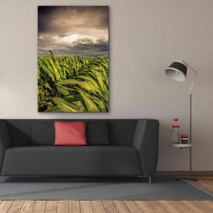 'Field of Corn' by Donnie Quillen Canvas Wall Art,40 x 60