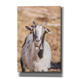 'Short Beard' by Donnie Quillen Canvas Wall Art