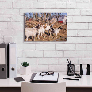 'Goats of a Feather' by Donnie Quillen Canvas Wall Art,18 x 12