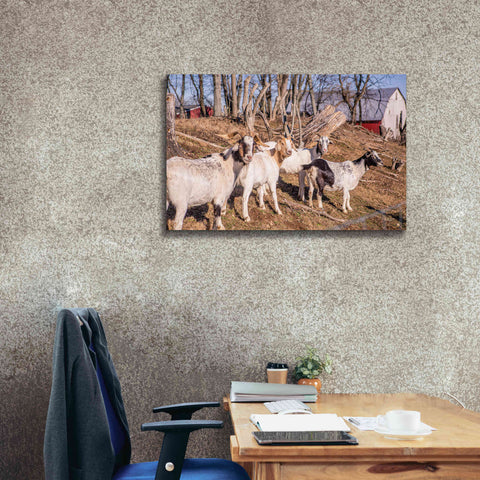 Image of 'Goats of a Feather' by Donnie Quillen Canvas Wall Art,40 x 26