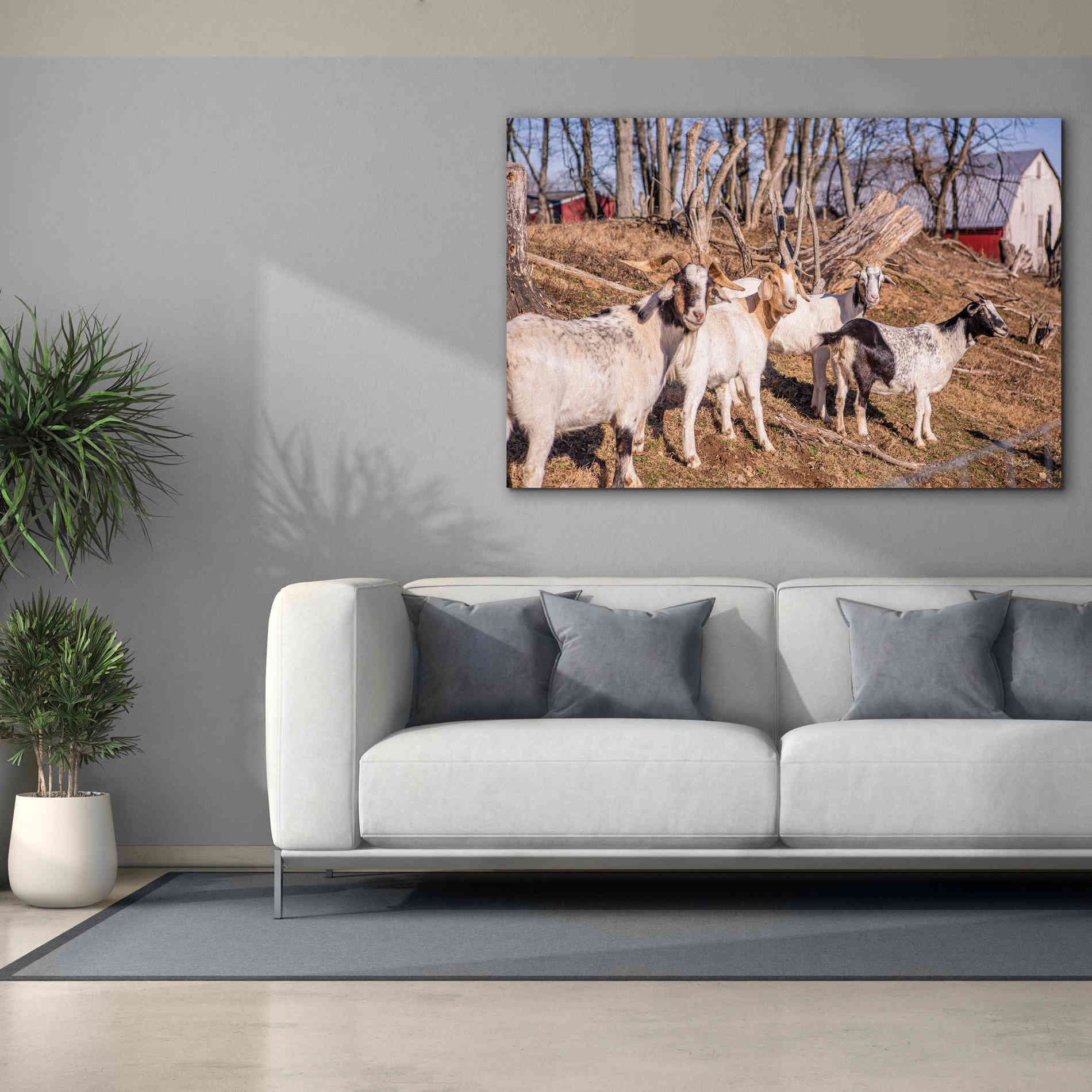 'Goats of a Feather' by Donnie Quillen Canvas Wall Art,60 x 40