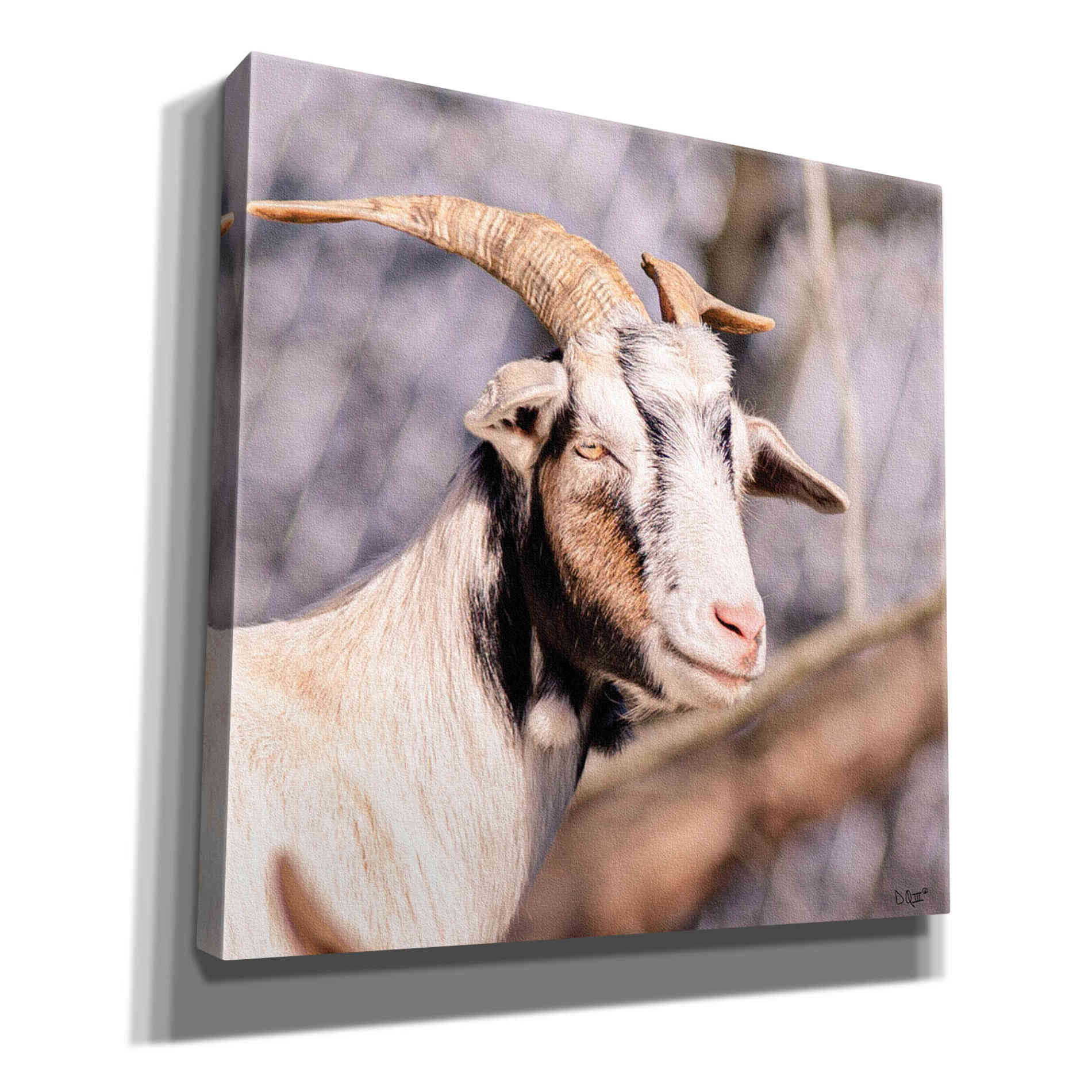 'Brown Goat' by Donnie Quillen Canvas Wall Art