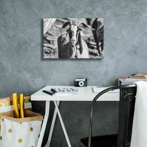 Image of 'Bearded Goat' by Donnie Quillen Canvas Wall Art,18 x 12