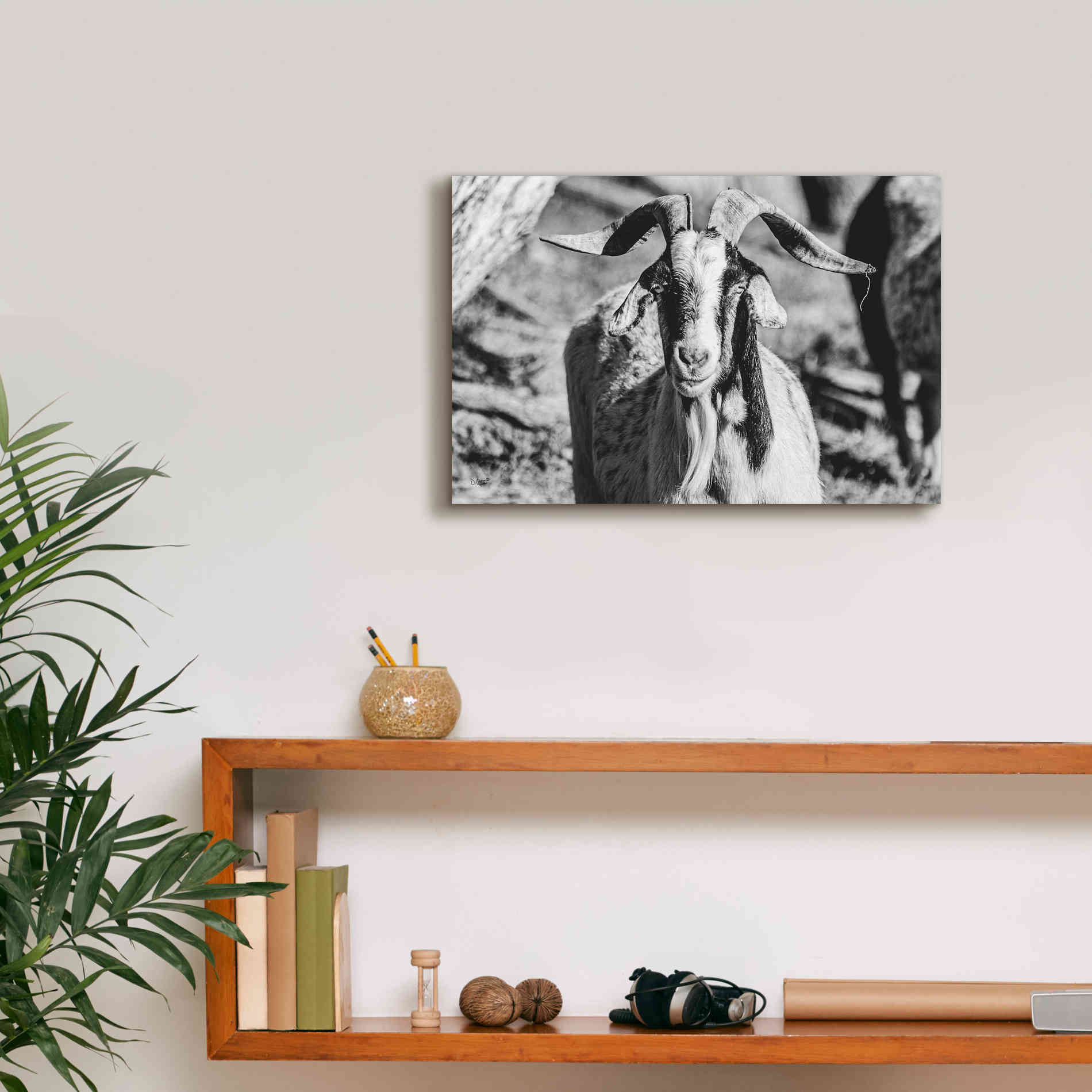 'Bearded Goat' by Donnie Quillen Canvas Wall Art,18 x 12