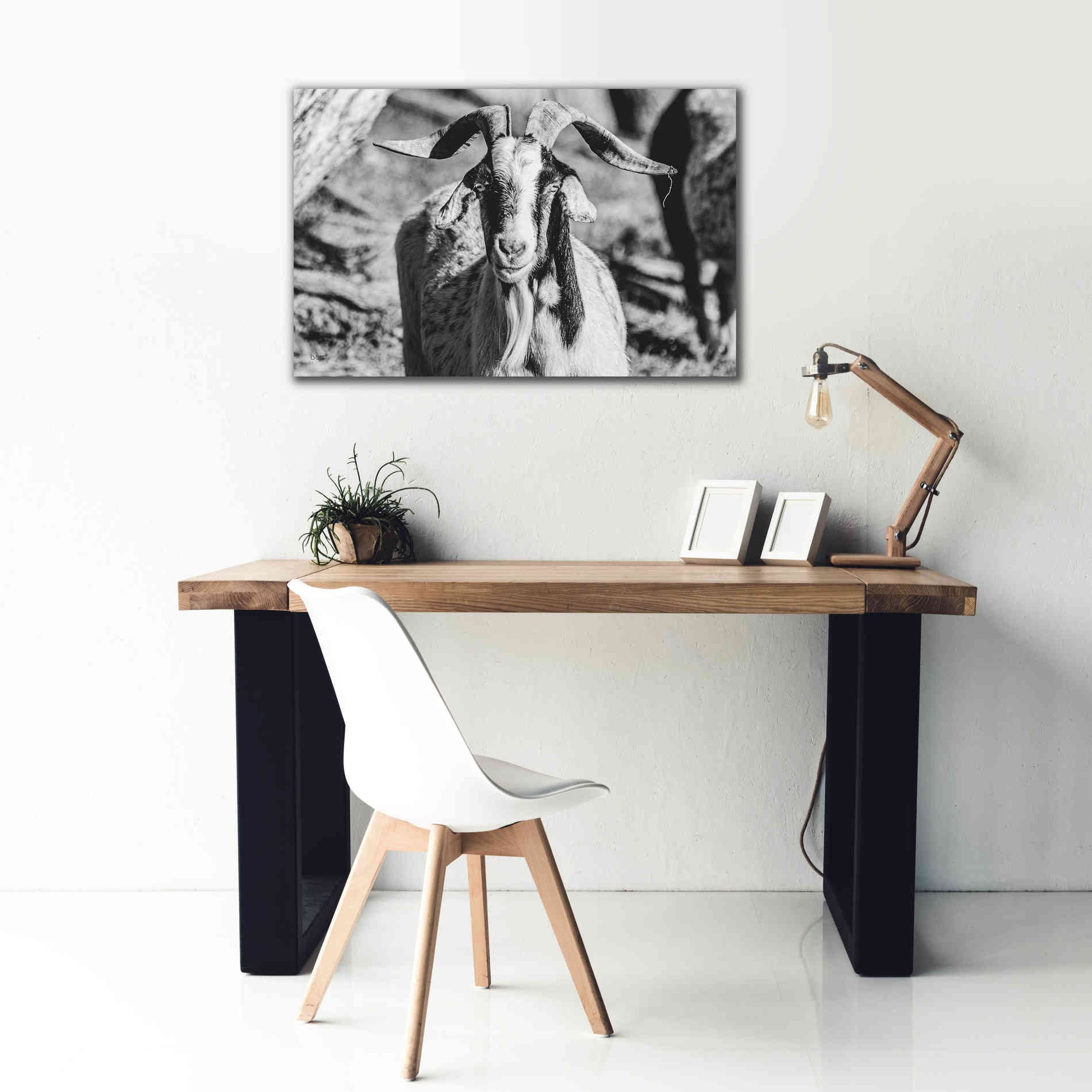 'Bearded Goat' by Donnie Quillen Canvas Wall Art,40 x 26