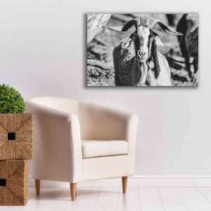 'Bearded Goat' by Donnie Quillen Canvas Wall Art,40 x 26