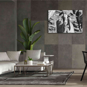 'Bearded Goat' by Donnie Quillen Canvas Wall Art,60 x 40