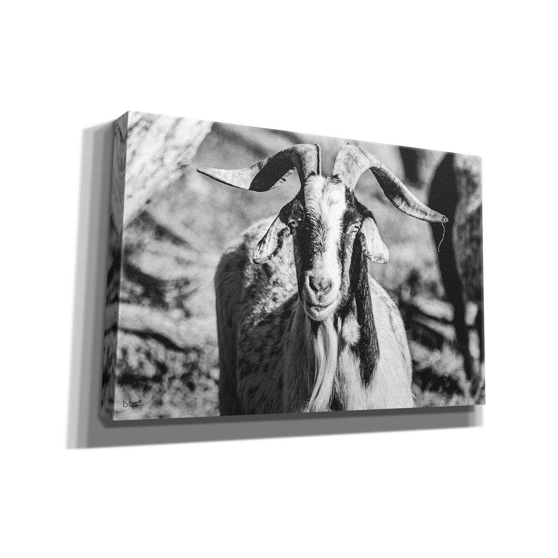'Bearded Goat' by Donnie Quillen Canvas Wall Art