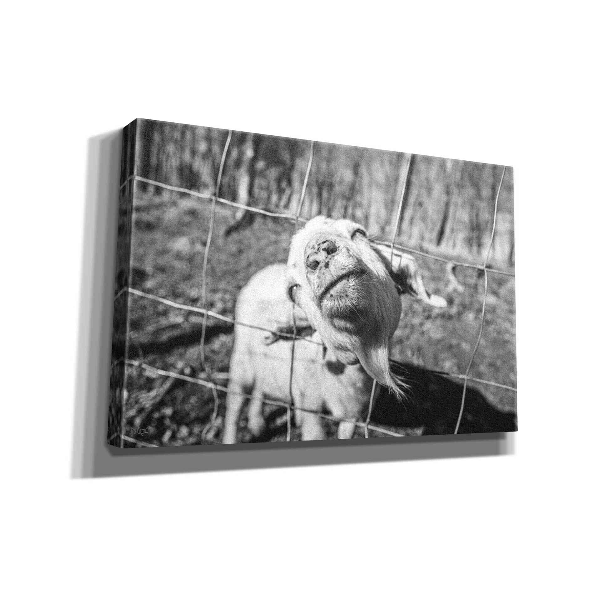 'Hey Goat' by Donnie Quillen Canvas Wall Art