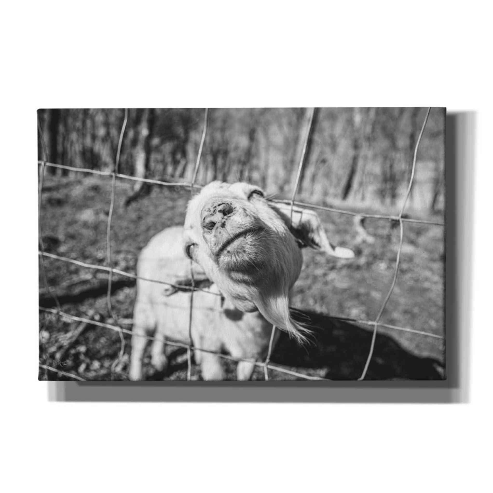 'Hey Goat' by Donnie Quillen Canvas Wall Art
