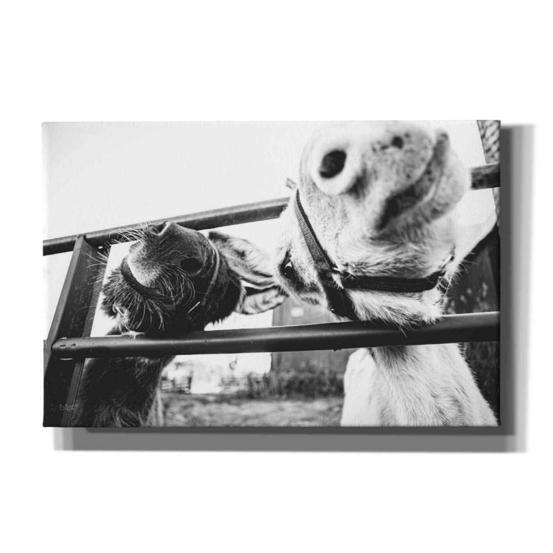 'Feeding Donkeys' by Donnie Quillen Canvas Wall Art