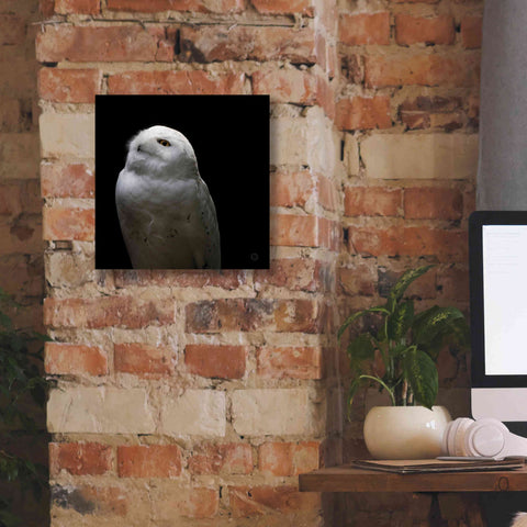 Image of 'Snowy Owl Looks to the Sun' by Nathan Larson, Canvas Wall Art,12 x 12