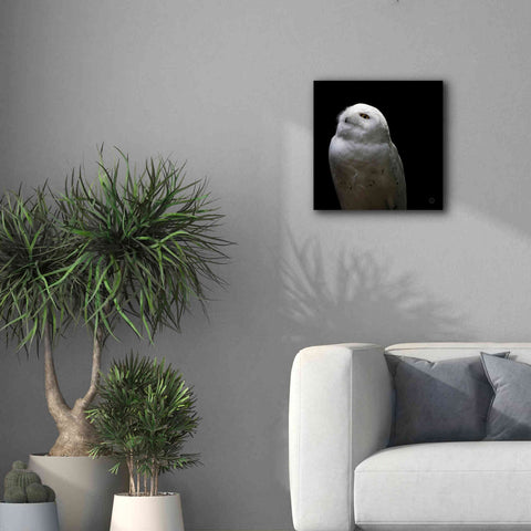 Image of 'Snowy Owl Looks to the Sun' by Nathan Larson, Canvas Wall Art,18 x 18