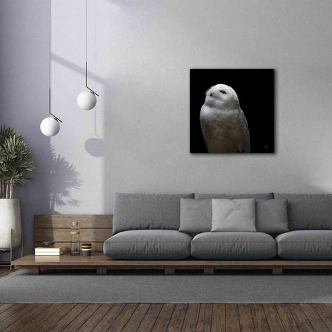 Image of 'Snowy Owl Looks to the Sun' by Nathan Larson, Canvas Wall Art,37 x 37