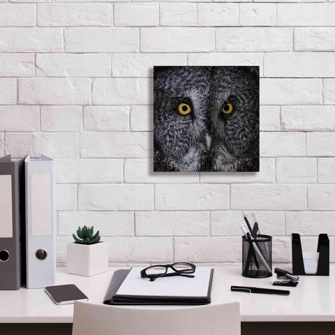 Image of 'Great Grey Owl' by Nathan Larson, Canvas Wall Art,12 x 12