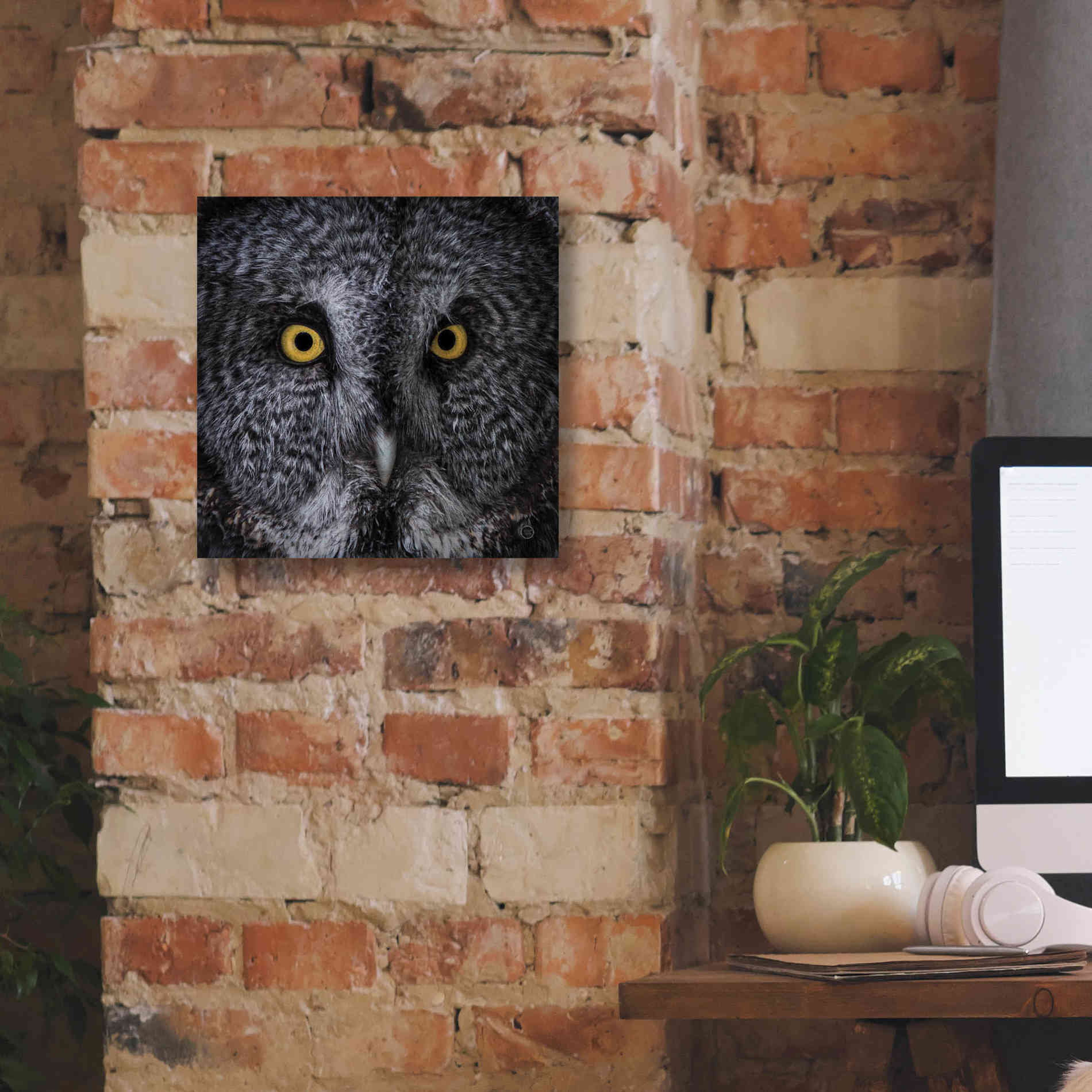'Great Grey Owl' by Nathan Larson, Canvas Wall Art,12 x 12