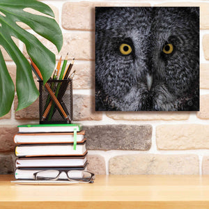 'Great Grey Owl' by Nathan Larson, Canvas Wall Art,12 x 12