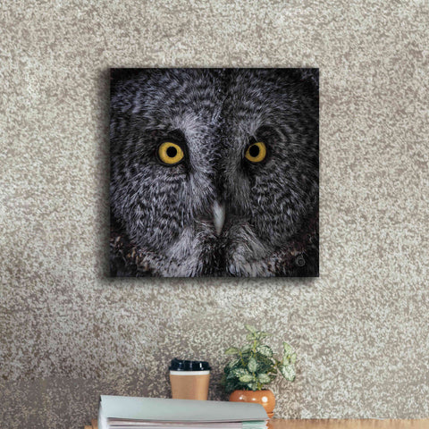 Image of 'Great Grey Owl' by Nathan Larson, Canvas Wall Art,18 x 18