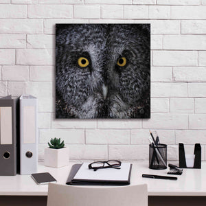 'Great Grey Owl' by Nathan Larson, Canvas Wall Art,18 x 18