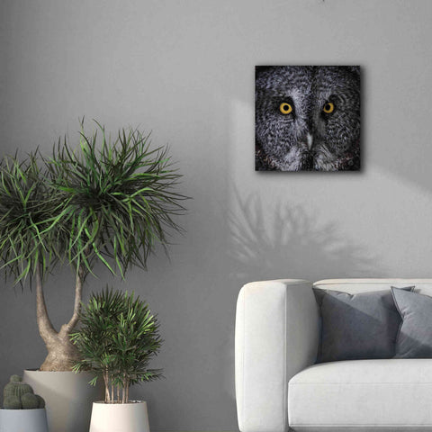 Image of 'Great Grey Owl' by Nathan Larson, Canvas Wall Art,18 x 18