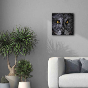 'Great Grey Owl' by Nathan Larson, Canvas Wall Art,18 x 18