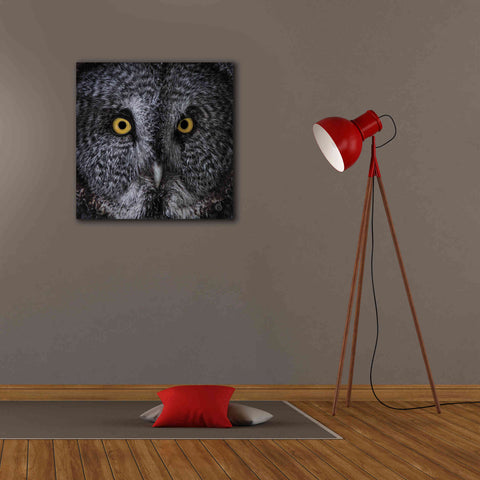 Image of 'Great Grey Owl' by Nathan Larson, Canvas Wall Art,26 x 26
