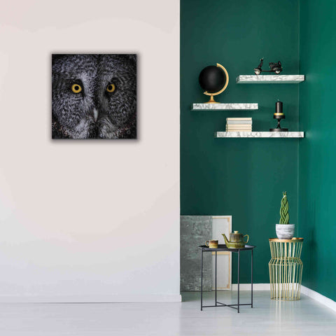 Image of 'Great Grey Owl' by Nathan Larson, Canvas Wall Art,26 x 26