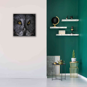 'Great Grey Owl' by Nathan Larson, Canvas Wall Art,26 x 26