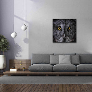 'Great Grey Owl' by Nathan Larson, Canvas Wall Art,37 x 37