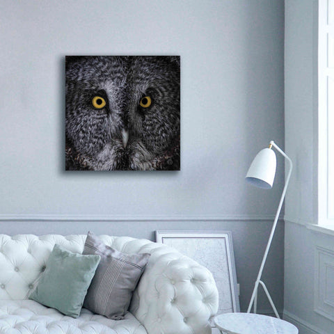 Image of 'Great Grey Owl' by Nathan Larson, Canvas Wall Art,37 x 37