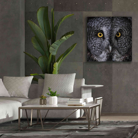 Image of 'Great Grey Owl' by Nathan Larson, Canvas Wall Art,37 x 37