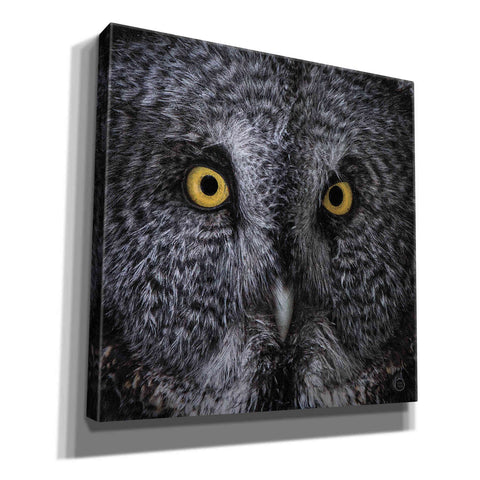 Image of 'Great Grey Owl' by Nathan Larson, Canvas Wall Art