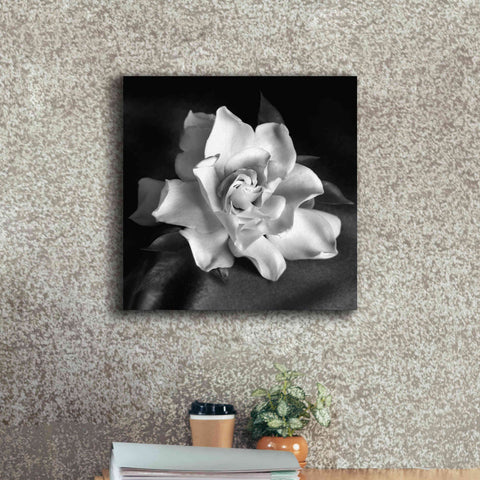 Image of 'Gardenia' by Debra Van Swearingen, Canvas Wall Art,18 x 18