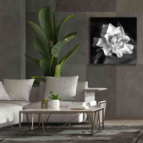 Image of 'Gardenia' by Debra Van Swearingen, Canvas Wall Art,37 x 37
